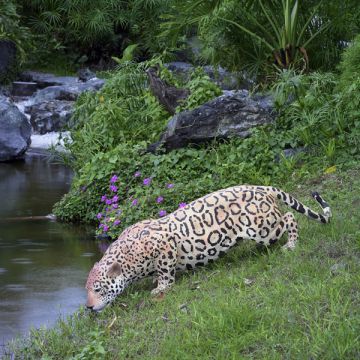Jaguar lebensgroß