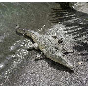 Krokodil am pausieren lebensgroß