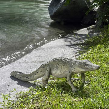 Krokodil laufend lebensgroß