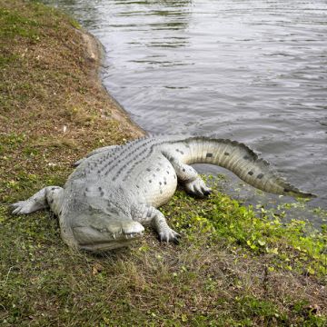Krokodil 340cm lebensgroß