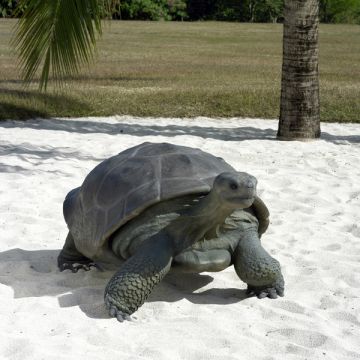 Galapagos Schildkröte lebensgroß