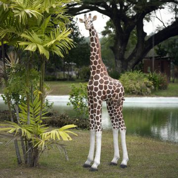Giraffe medium lebensgroß