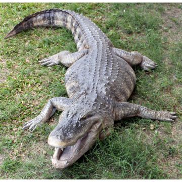 Amerikanischer Aligator lebensgroß