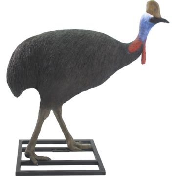 Kasuar Männchen Laufvogel lebensgroß