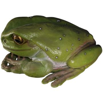 riesiger Frosch vergrößert