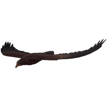 Keilschwanzadler fliegend lebensgroß