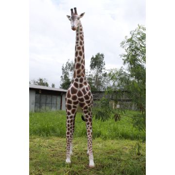 Giraffe lebensgroß lebensgroß