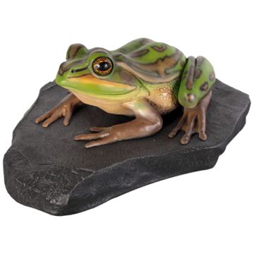 Grüner und goldener Frosch auf Stein lebensgroß