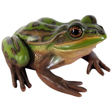 Grüner und goldener Frosch lebensgroß