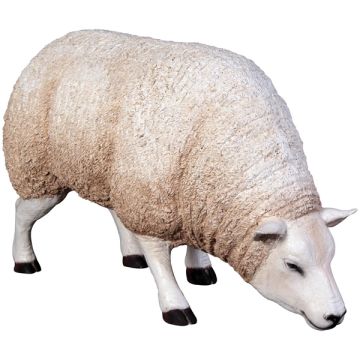Wollschaf grasend lebensgroß