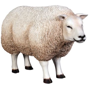 Wollschaf Kopf oben lebensgroß