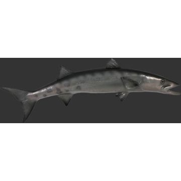 Barracuda lebensgroß