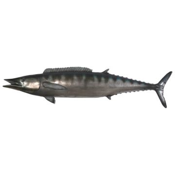 Wahoo Fisch lebensgroß