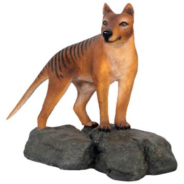 Tasmanischer Tiger stehend auf Fels lebensgroß