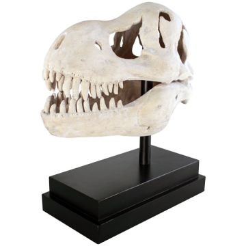 T-Rex Schädel auf Base lebensgroß