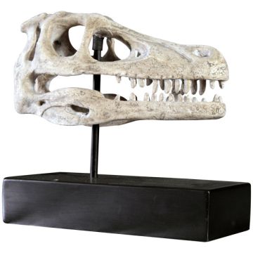 Raptor Schädel auf Base lebensgroß