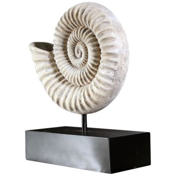 Nautilus Muschel auf Base lebensgroß