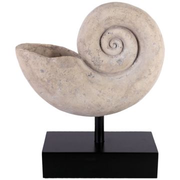 Nautilus Muschel auf Base groß lebensgroß