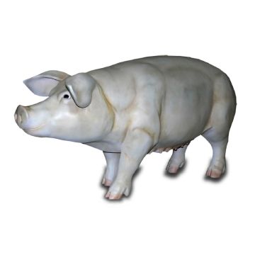 Schwein lebensgroß lebensgroß