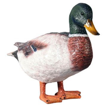 Ente männlich lebensgroß