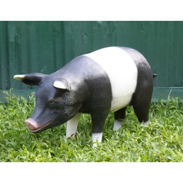 Schwarzweißes Schwein stehend lebensgroß
