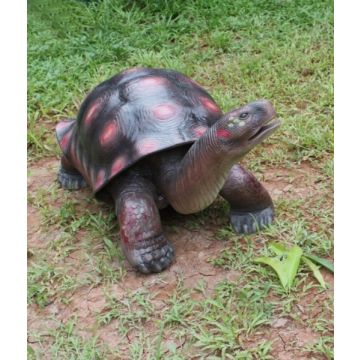 Rote Schildkröte lebensgroß