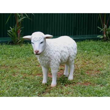 Weißes Schaf lebensgroß