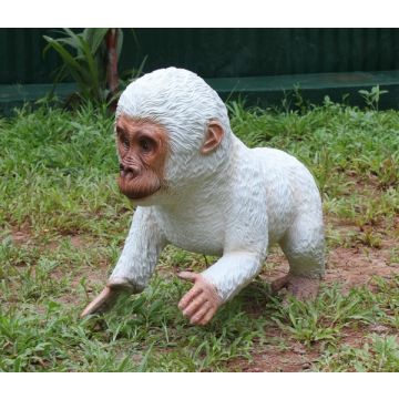 Weißer BabyGorilla lebensgroß