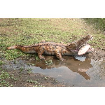 Kleines Krokodil lebensgroß