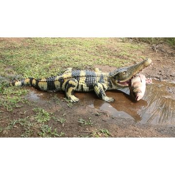 Kleines Krokodil 2 lebensgroß