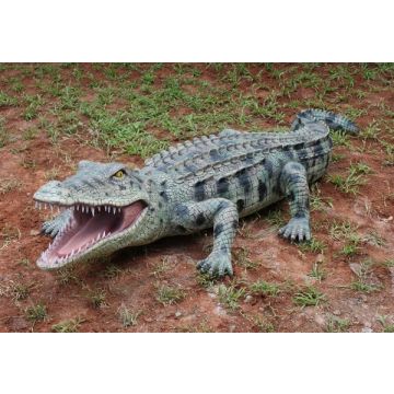 Krokodil lebensgroß