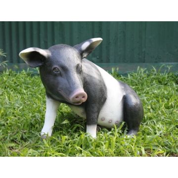 Schwarzweißes Schwein sitzend lebensgroß