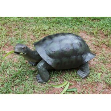 Grüne Schildkröte lebensgroß