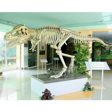 Dinosaurier Tyrannosaurus Skelett weiß lebensgroß