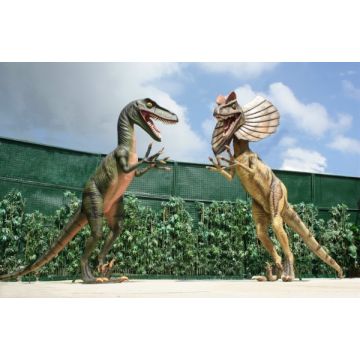 Dinosaurier Velociraptor und Dilophosaurus kämpfend lebensgroß