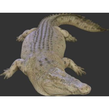Großes Krokodil lebensgroß