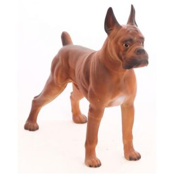 Boxer Hund Kampfhund lebensgroß