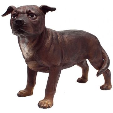 kleiner Pitbull Kampfhund lebensgroß