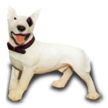 Bullterrier Kampfhund stehend klein lebensgroß
