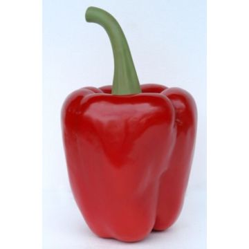 Paprika Rot übergroß XXL
