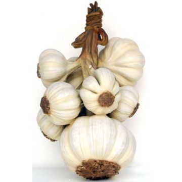 Knoblauch übergroß XXL
