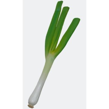 Lauch übergroß XXL
