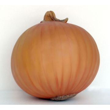 Zwiebel übergroß XXL