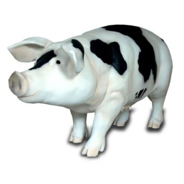 Schwein lebensgroß gefleckt lebensgroß