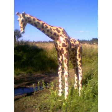 Giraffe mittel lebensgroß