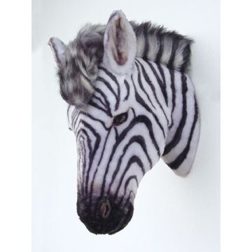 Zebrakopf lebensgroß