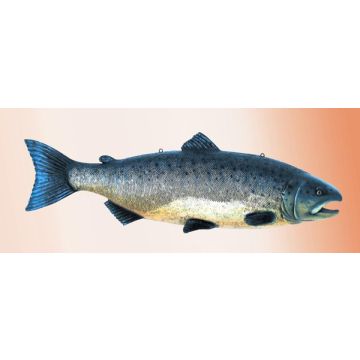Lachs lebensgroß