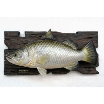 Barramundi Fisch lebensgroß
