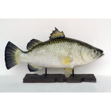 großer Barramundi Fisch auf Base lebensgroß