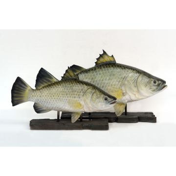 kleiner Barramundi Fisch auf Base lebensgroß